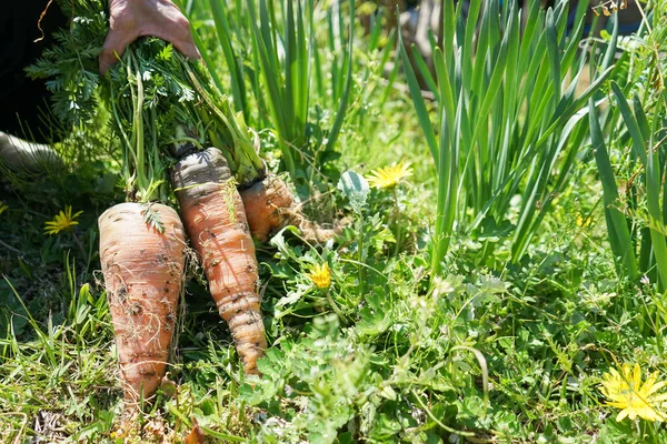 Zanahorias Frescas Havrest Primer Plano — Foto de Stock