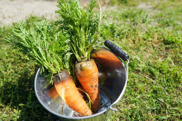 Fresh Carrots Havrest Close — Stock Photo, Image