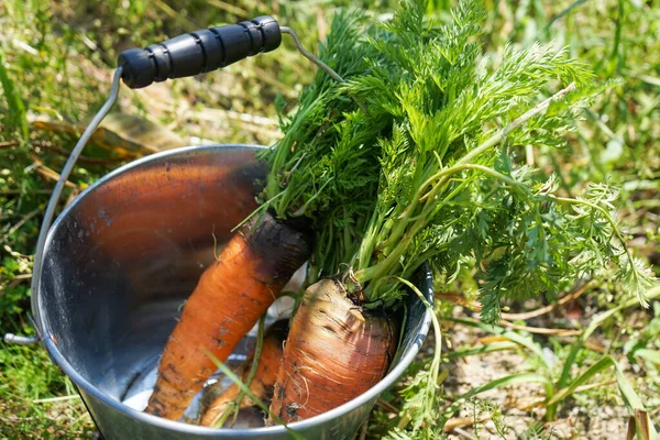 Fresh Carrots Havrest Close — Stock Photo, Image