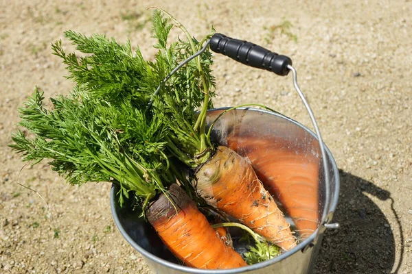 Свежая Морковь Всегда Рядом — стоковое фото