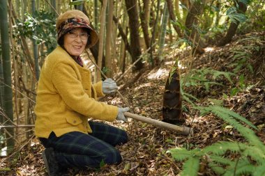 Bambu filizi hasat eden yaşlı bir kadın.