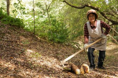Yaşlı Asyalı kadın bambu filizi hasat ediyor.