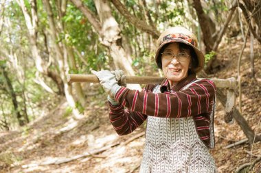 Yaşlı Asyalı kadın bambu filizi hasat ediyor.