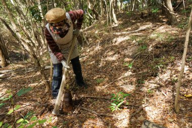 Yaşlı Asyalı kadın bambu filizi hasat ediyor.