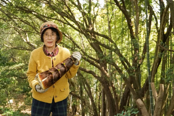 Äldre Kvinna Skörda Bambu Skjuta — Stockfoto