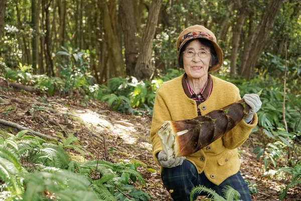 亚洲老年妇女收获竹笋 — 图库照片