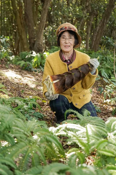 Äldre Asiatisk Kvinna Skördar Bambuskott — Stockfoto