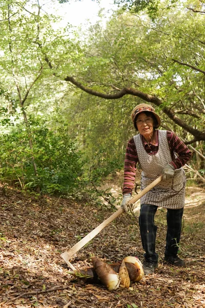 Äldre Asiatisk Kvinna Skördar Bambuskott — Stockfoto