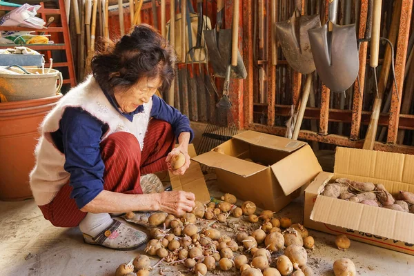 Пожилая Азиатка Собирающая Овощи — стоковое фото