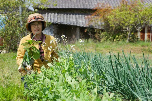 Äldre Asiatisk Kvinna Som Skördar Grönsaker — Stockfoto