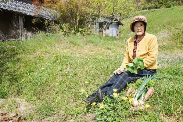 Äldre Asiatisk Kvinna Som Skördar Grönsaker — Stockfoto