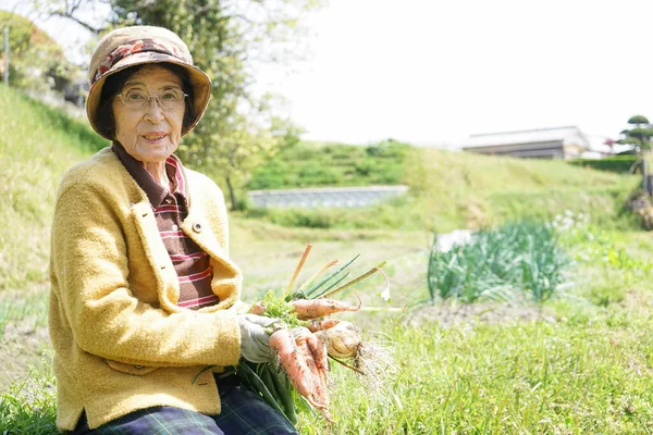 야채를 수확하는 아시아 — 스톡 사진