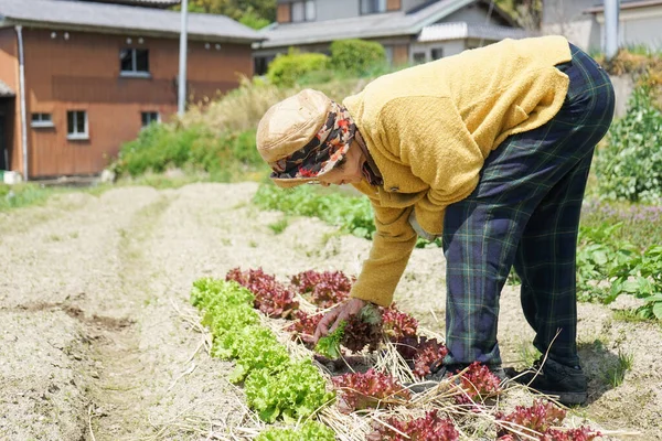 Personnes Âgées Asiatique Femme Récolte Légumes — Photo