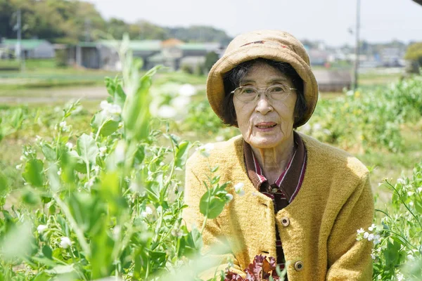 Пожилая Азиатка Собирающая Овощи — стоковое фото