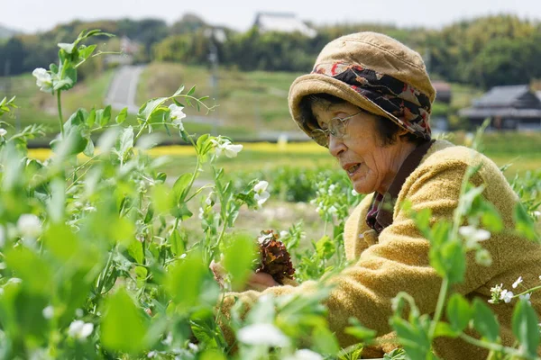 亚洲老年妇女收获蔬菜 — 图库照片