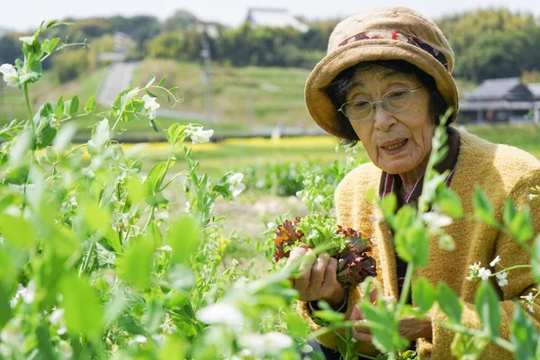 亚洲老年妇女收获蔬菜 — 图库照片