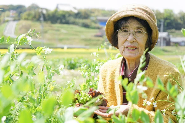 Personnes Âgées Asiatique Femme Récolte Légumes — Photo