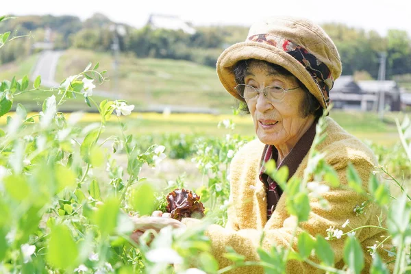 171019Seniors Harvest Vegetables Seniors Woman Harvesting Vegetables — Photo