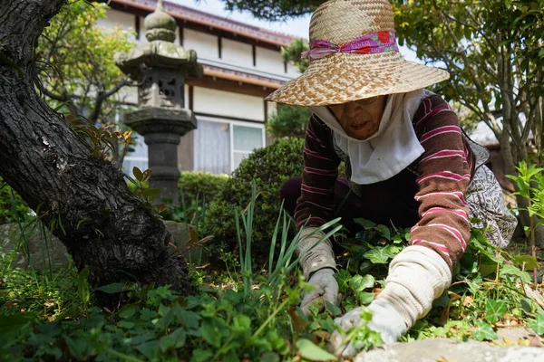 Äldre Asiatisk Kvinna Som Skördar Grönsaker — Stockfoto