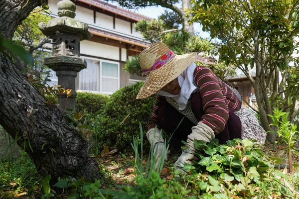 Äldre Asiatisk Kvinna Som Skördar Grönsaker — Stockfoto