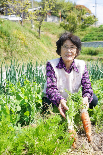 Пожилая азиатка, собирающая овощи