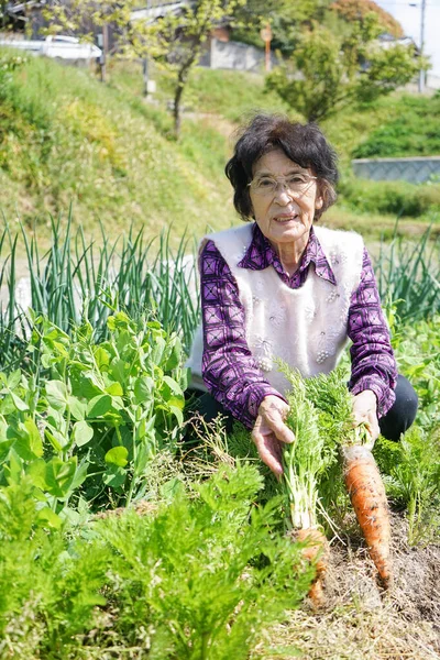 Personnes Âgées Asiatique Femme Récolte Légumes — Photo