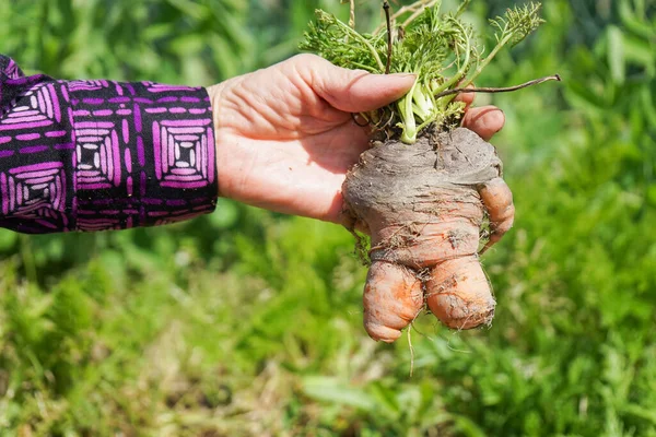 Elderly Asian Woman Harvesting Vegetables — Stock Photo, Image