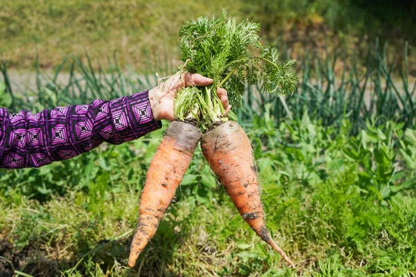 Elderly Asian Woman Harvesting Vegetables — Stock Photo, Image