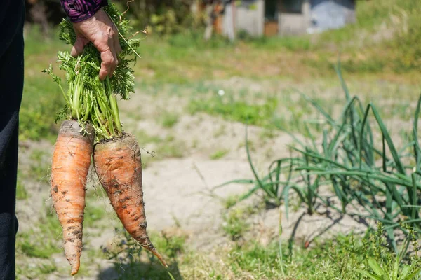 Elderly Asian Woman Harvesting Vegetables — Stock Photo, Image