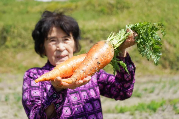 Personnes Âgées Asiatique Femme Récolte Légumes — Photo