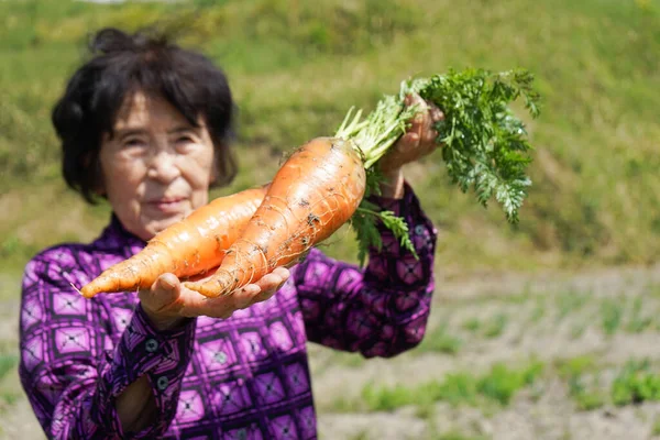 Personnes Âgées Asiatique Femme Récolte Légumes — Photo