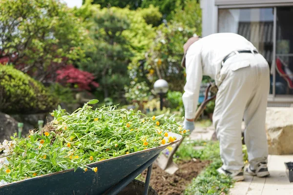 Älterer Mann Arbeitet Garten — Stockfoto