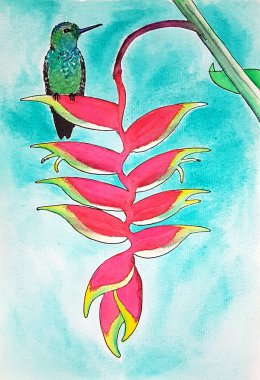 Yengeç Pençesi Bitkisi'ndeki küçük kuş colibri. Suluboya çizimi. Heliconia rostrata tropikal çiçek