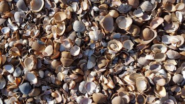 Kabuklar beyaz kahverengi soyut arka plan