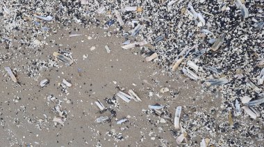 Plaj kabukları kuzey denizi siliqua patula navaja gri soyut arka plan