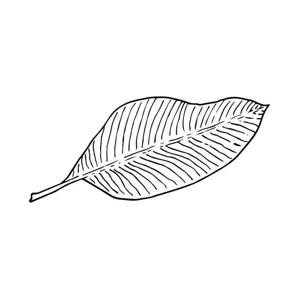 Feuille de bananier. Esquisse de gribouillage d'art linéaire. contour noir sur fond blanc. Illustration vectorielle . — Image vectorielle