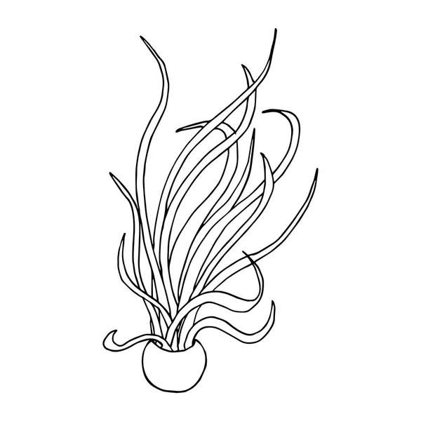 Caput Medusae planta em um pote. Desenho de doodle de arte de linha. Esboço preto sobre fundo branco. Ilustração vetorial . — Vetor de Stock