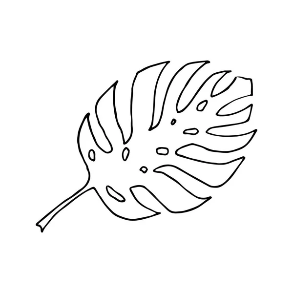 Hoja de planta de Monstera. Esbozo de garabatos de arte lineal. Esquema negro sobre fondo blanco. Ilustración vectorial . — Vector de stock