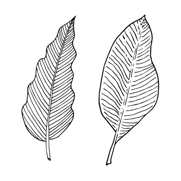 Set van bananenboom en Philodendron blad. Hand tekening schets. Zwarte omtrek op witte achtergrond. Vector illustratie — Stockvector