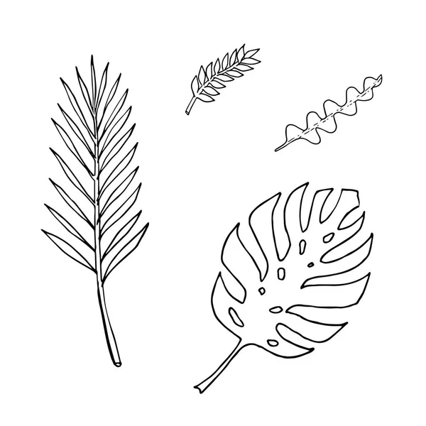 Conjunto de hojas: epiphyllum, monstera, palmera, zamioculca. Dibujo a mano. Esquema negro sobre fondo blanco. Ilustración vectorial — Vector de stock