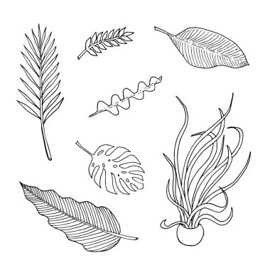 Yaprakları kümesi: epiphyllum, monstera, palmiye, zamioculca, medusa, muz ve philodendron. El çizim krokisi. Beyaz arka planda siyah anahat. Vektör çizimi