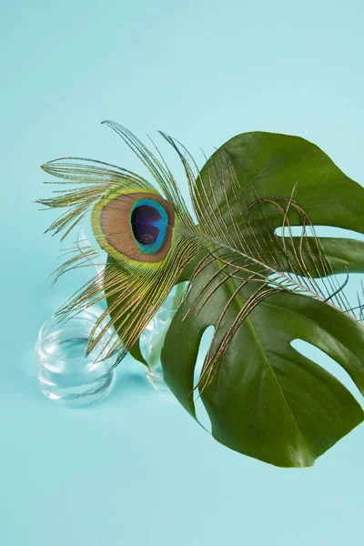Peacock feather and monstera leaf — Stock Photo, Image