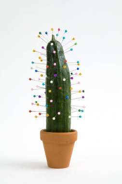 kaktüs voodoo