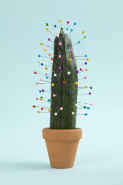 kaktüs voodoo
