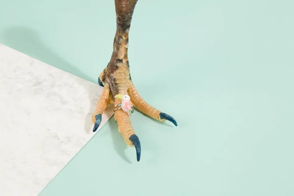 Fashion chicken with his ring — Stock Photo, Image