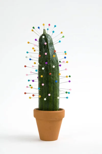 cactus voodoo