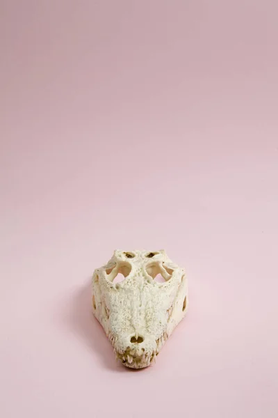 Cráneo de cocodrilo rosa — Foto de Stock