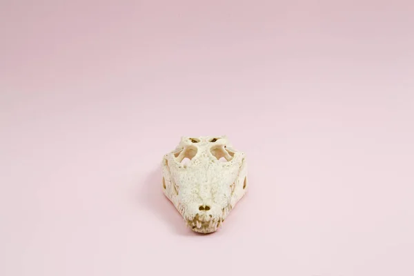 Růžová Krokodýlí lebka — Stock fotografie