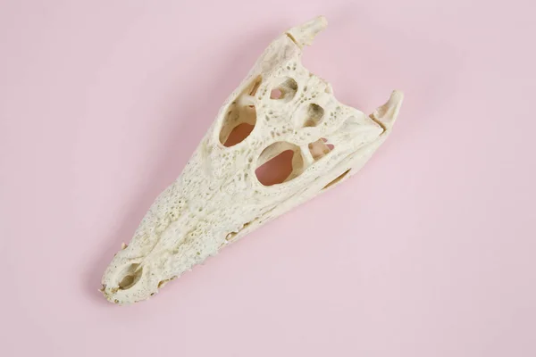 ピンクのワニの頭蓋骨 — ストック写真