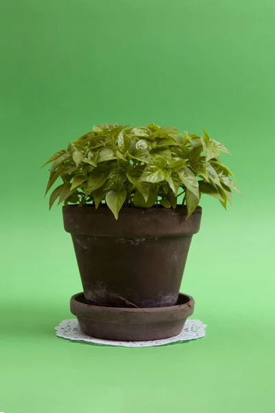 young pepper chilli plant